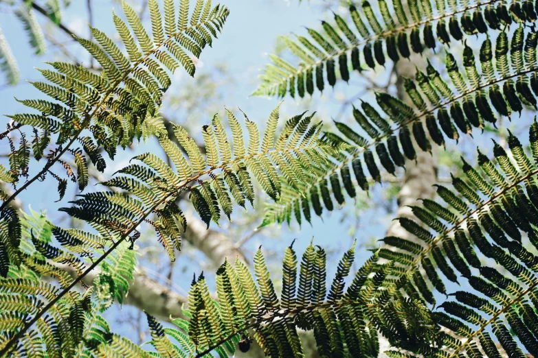 nches with blue sky in the background