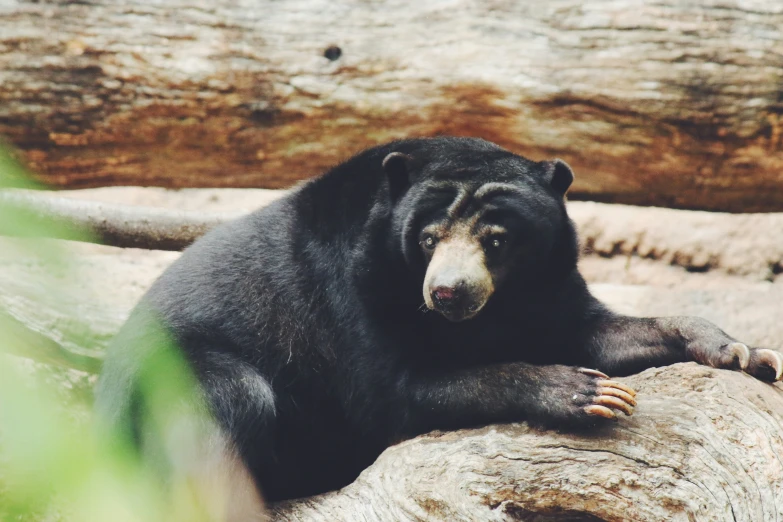 a bear on a tree log next to rocks and dirt