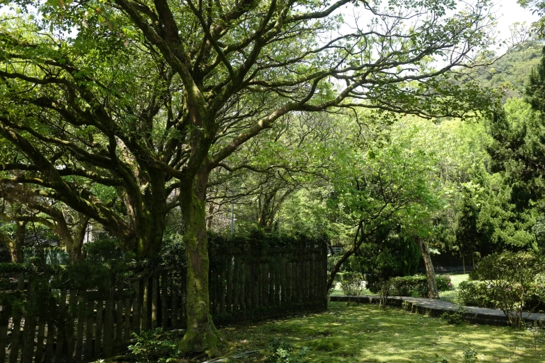 an area with green trees, green grass and many bushes