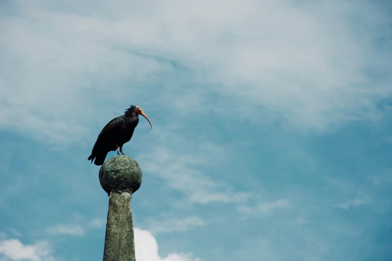 a large bird is sitting on the top of a lamp post