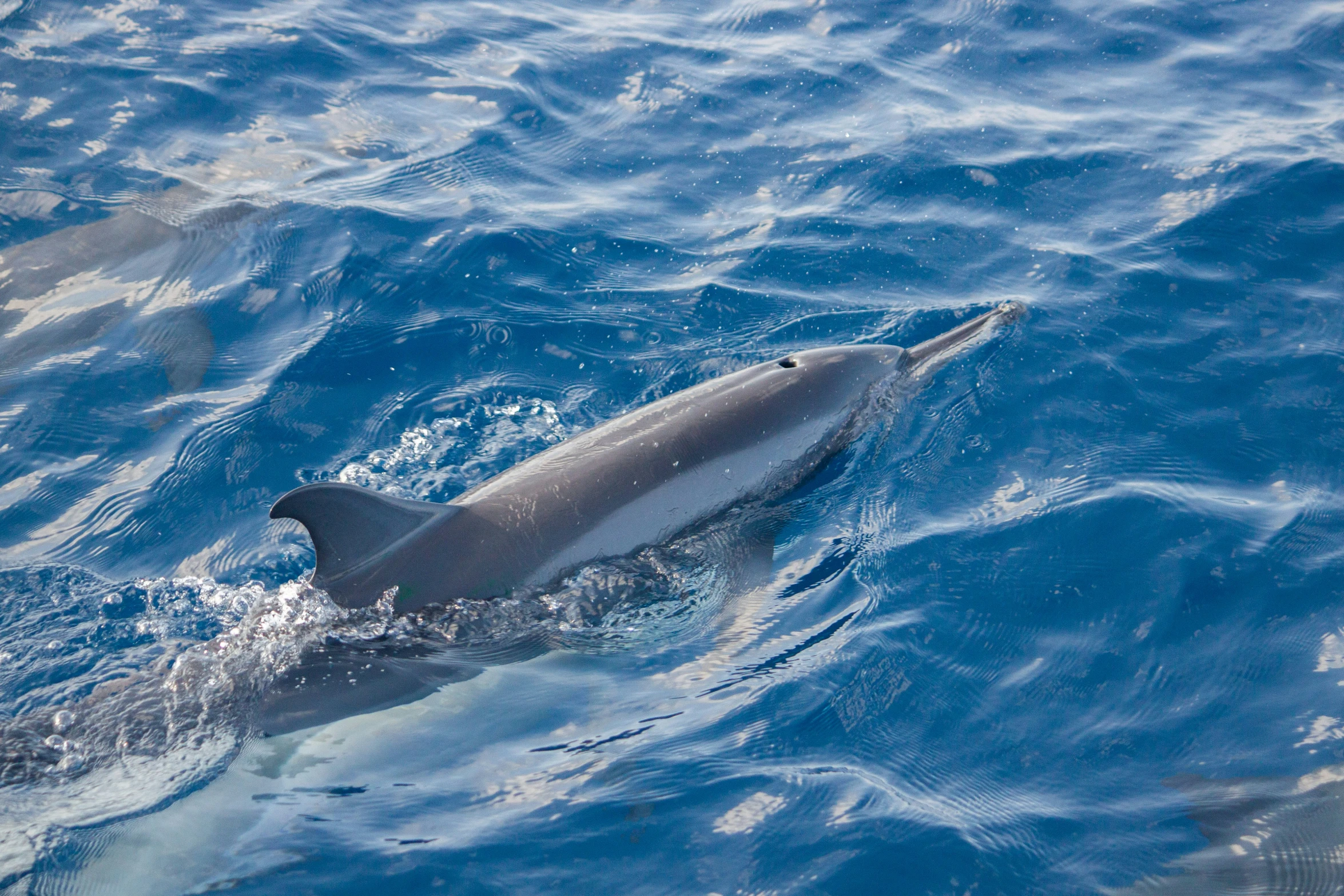 a dolphins tail is shown in the water