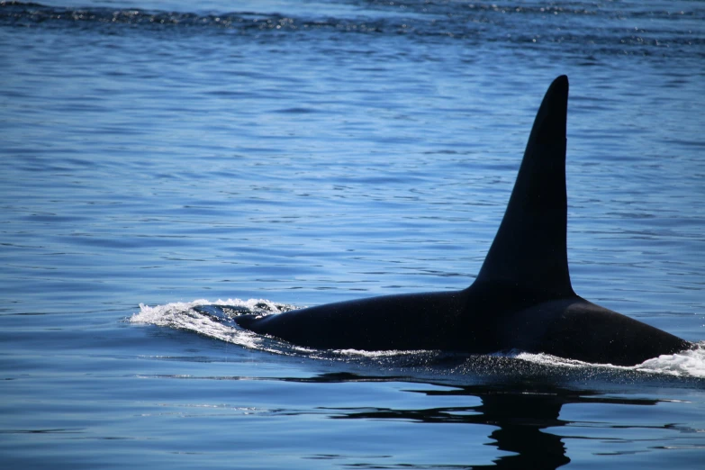 a er whale is swimming in the ocean