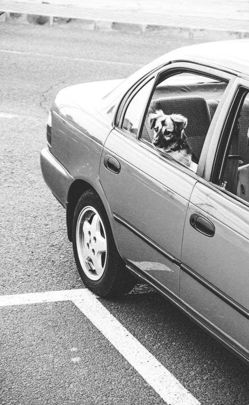 a dog is sitting in the car, while being driven