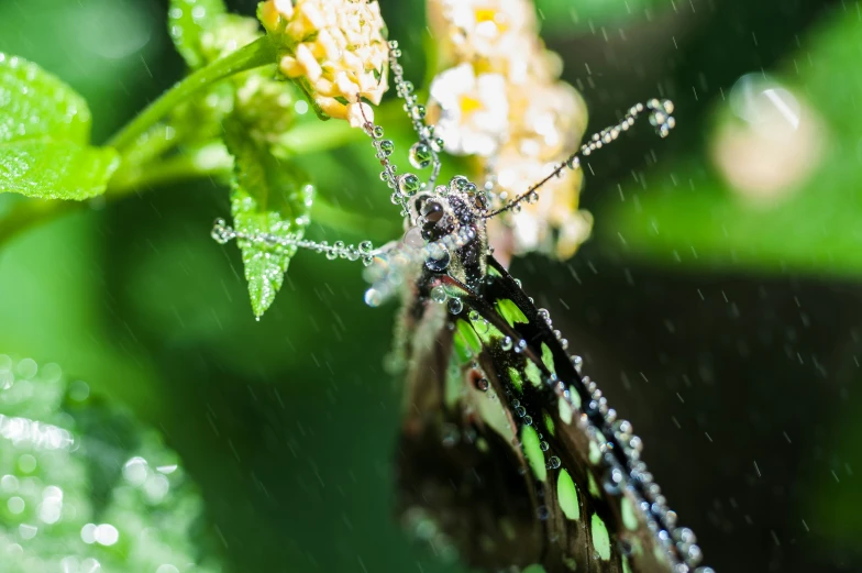 a bug is covered in dew next to some yellow flowers