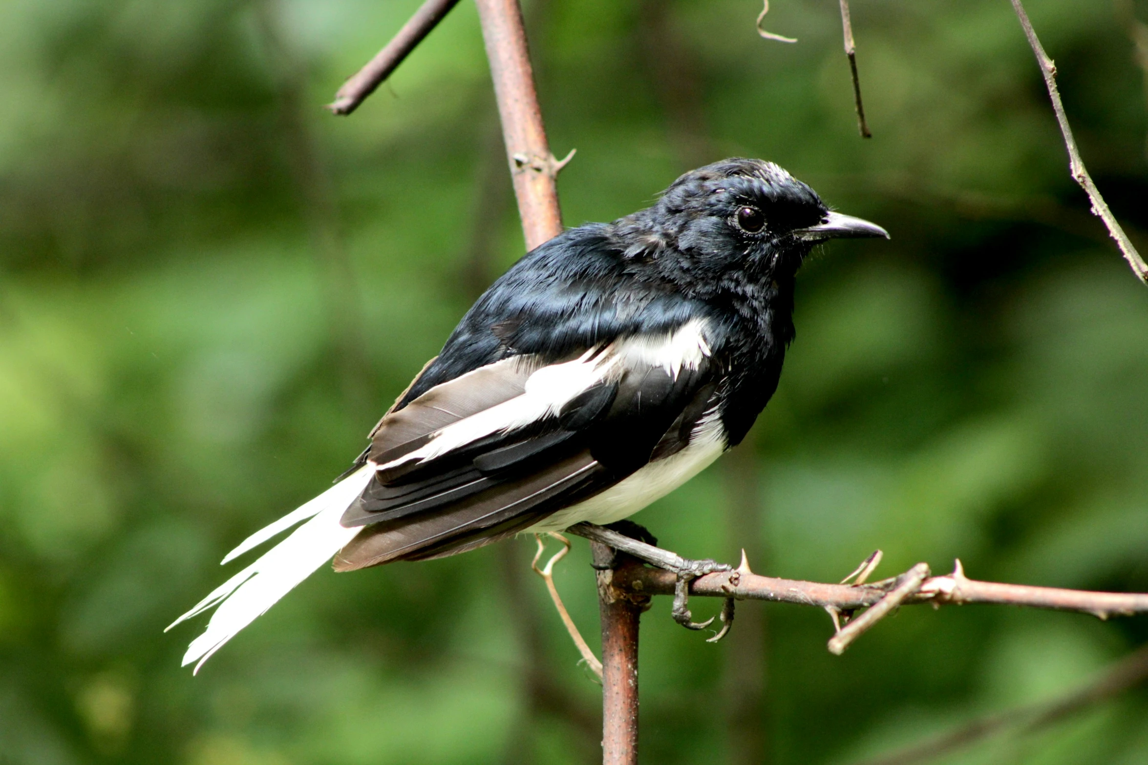 a small black bird on a nch with leaves