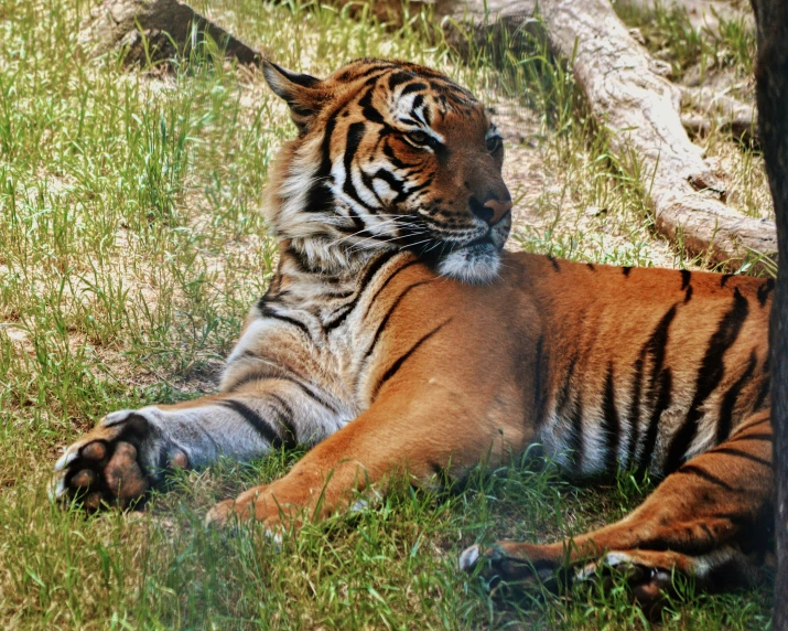 a large tiger lying in the grass on the ground