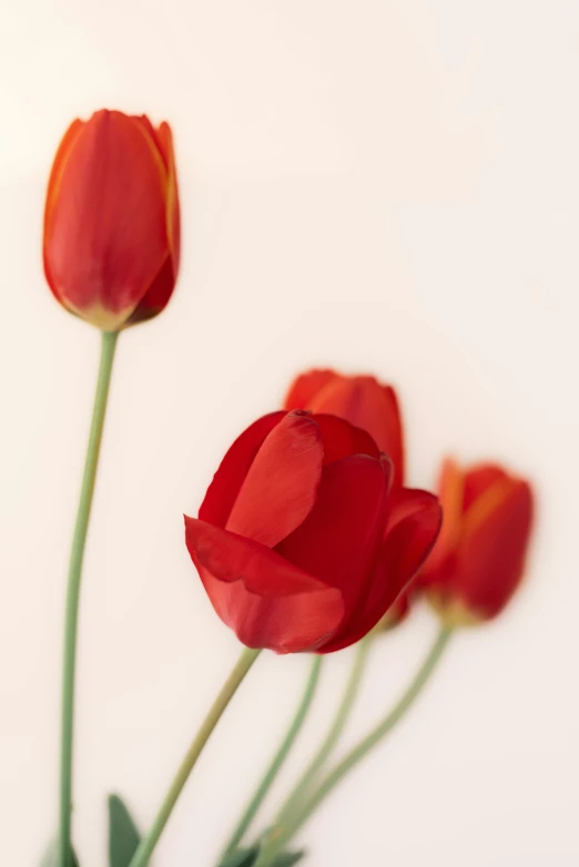 three red tulips in a vase with water