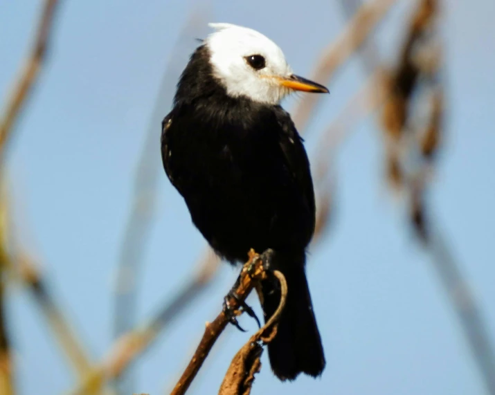 a bird sits on the limb of a tree