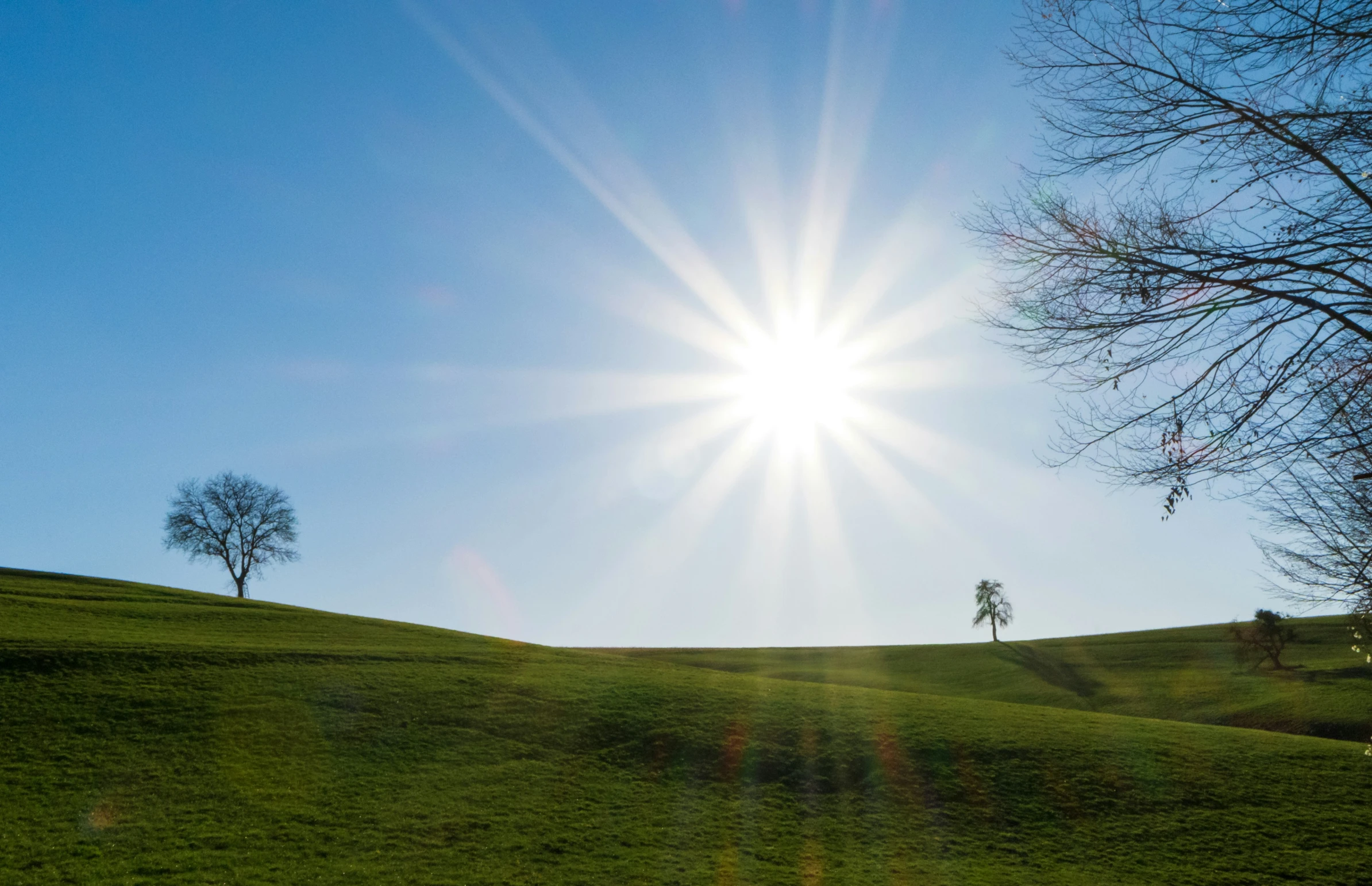 sun over grassy field with bare trees in foreground