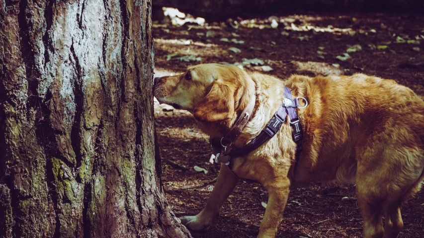 a dog stands at the base of a tree