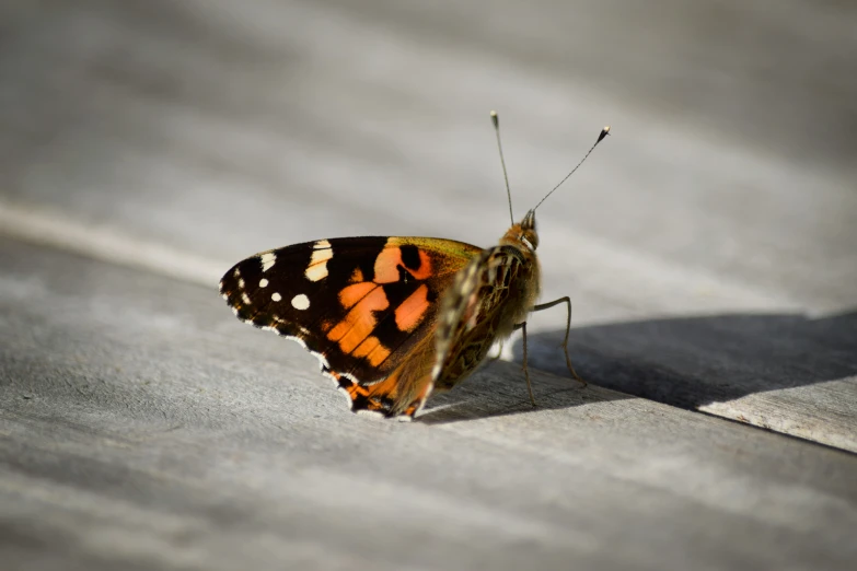 the colorful erfly is on the concrete on its wings