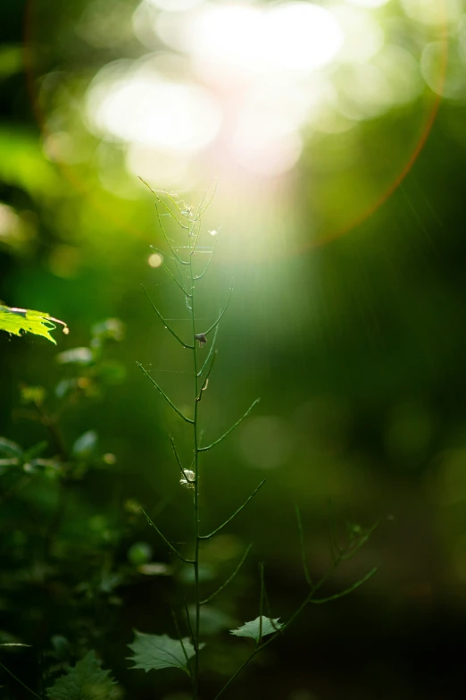 the bright light is shining on the leaves