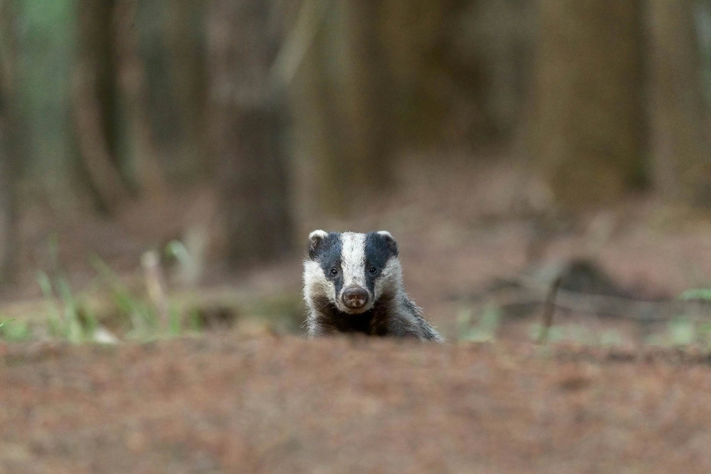 an animal that is sitting in the grass