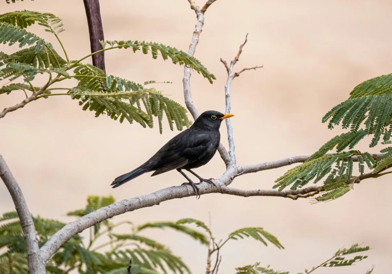 a black bird is sitting on a tree nch