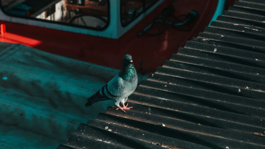 the bird is sitting near the red train