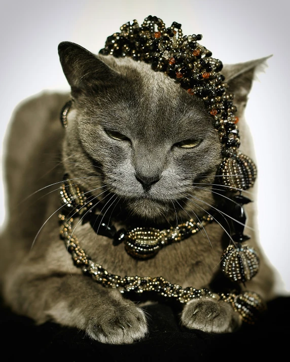 a cat sitting down wearing a gold crown