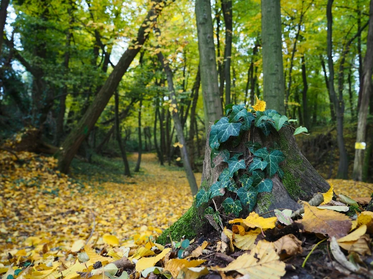 a fallen leaf covered bench in the woods