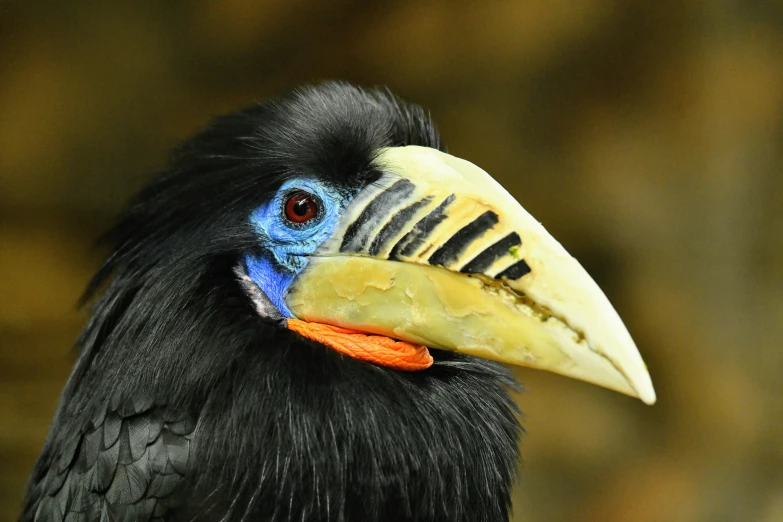 a close up po of a large black bird