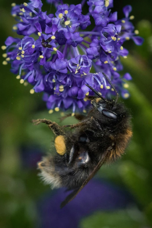 a yellow black and brown bee and some flowers