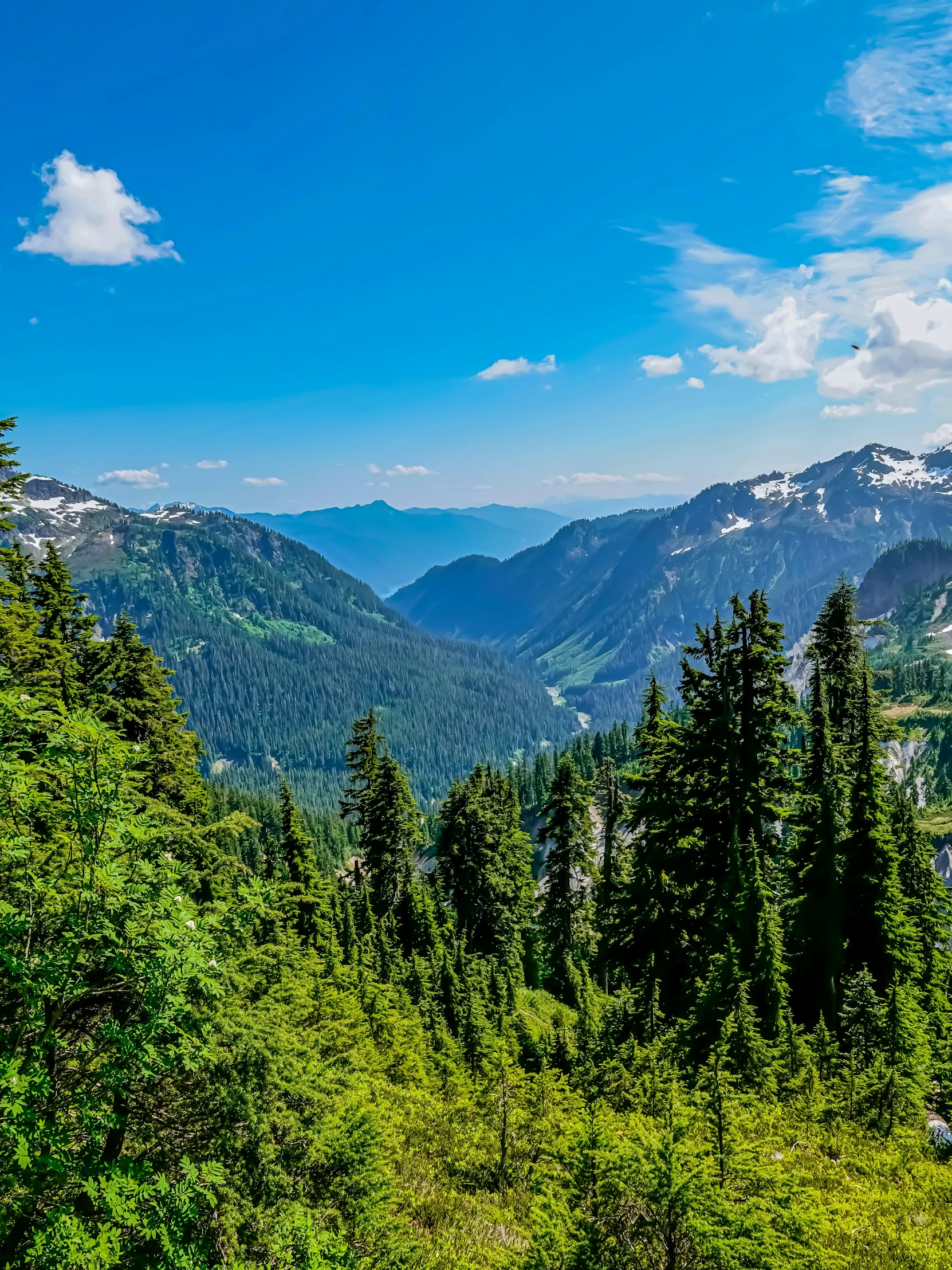 a scenic scene of some trees and mountains