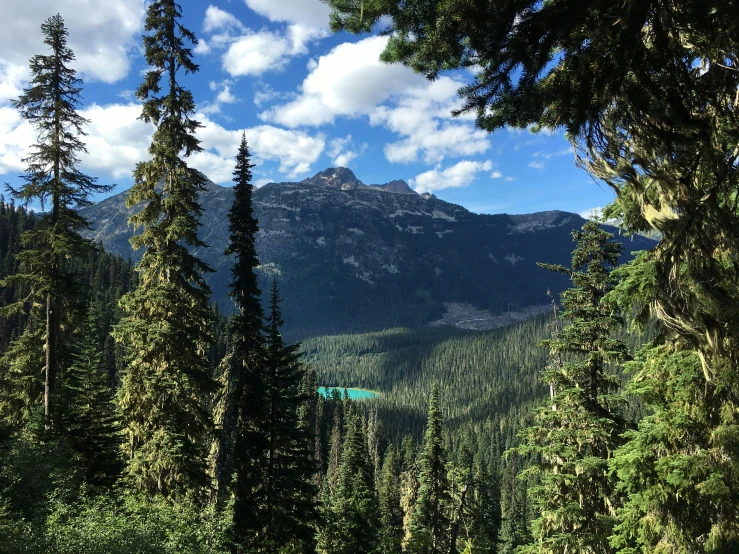 the view over trees and mountains through the trees