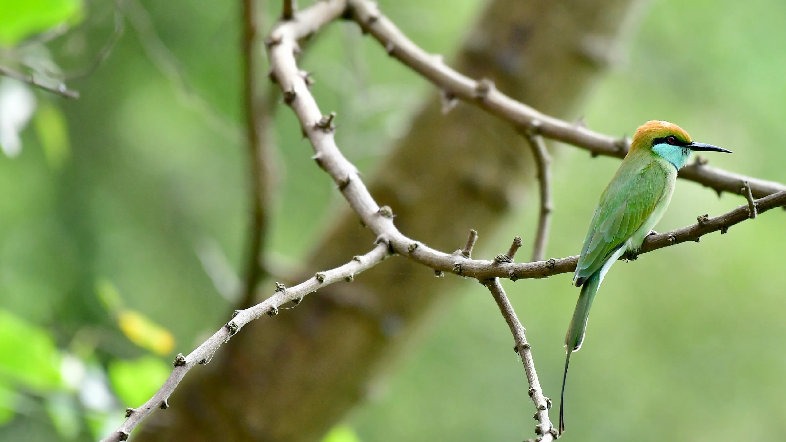 a colorful green bird sits on a nch