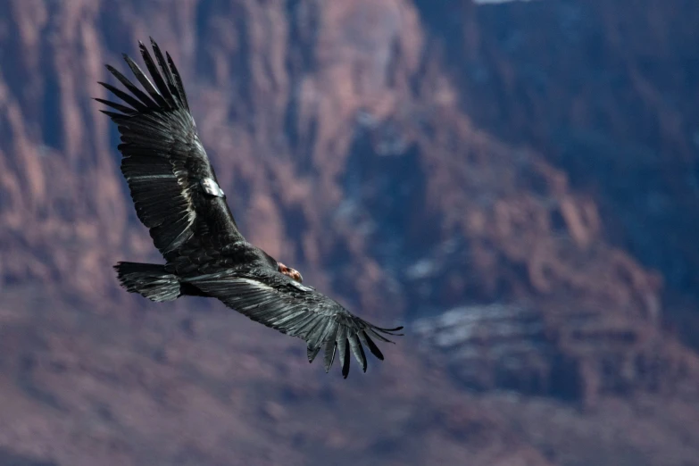 the black vulture is flying past some mountains