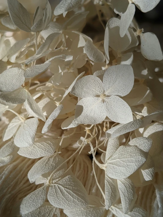 this po depicts some white flowers that have just taken flight