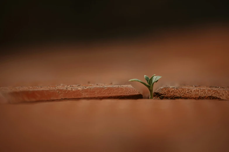 a small plant sprouting out from the end of a plant pot