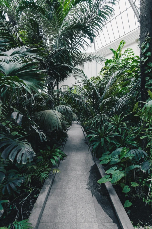 a long walkway inside of a forest with green plants