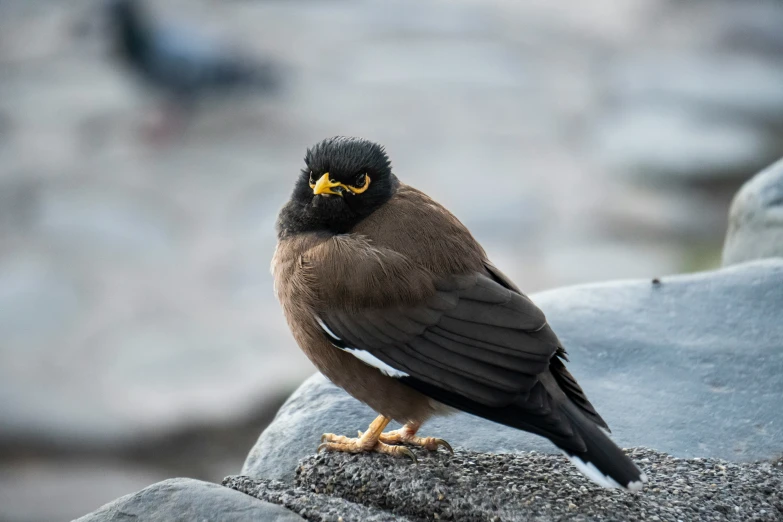 a brown bird sitting on top of a rock