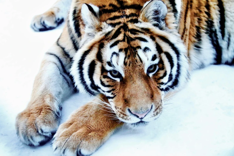 a tiger lying down in the snow on its side