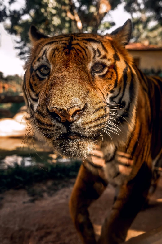 a tiger looking towards the camera in front of trees