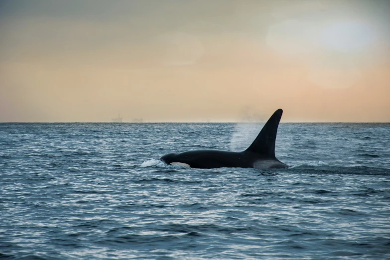 a tail fin is seen in the water