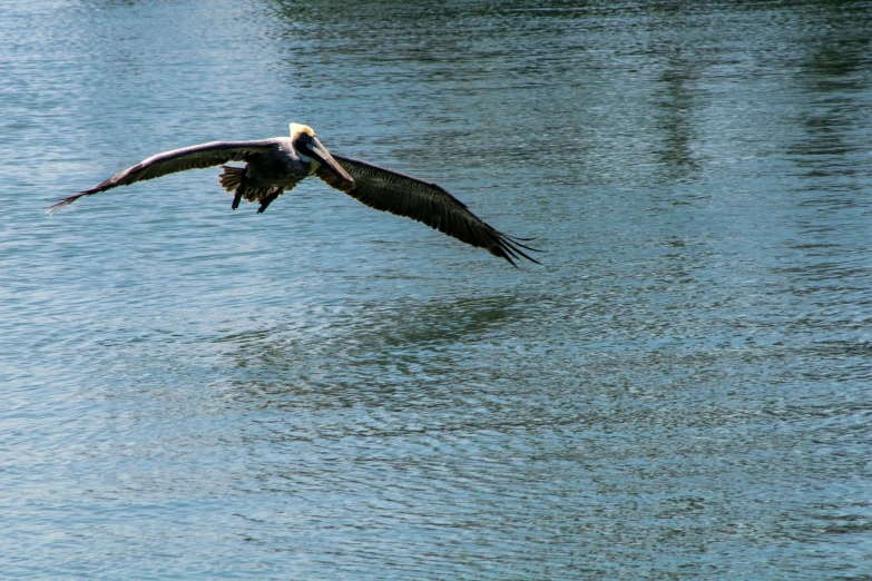 a bird flying over the water with its wings open