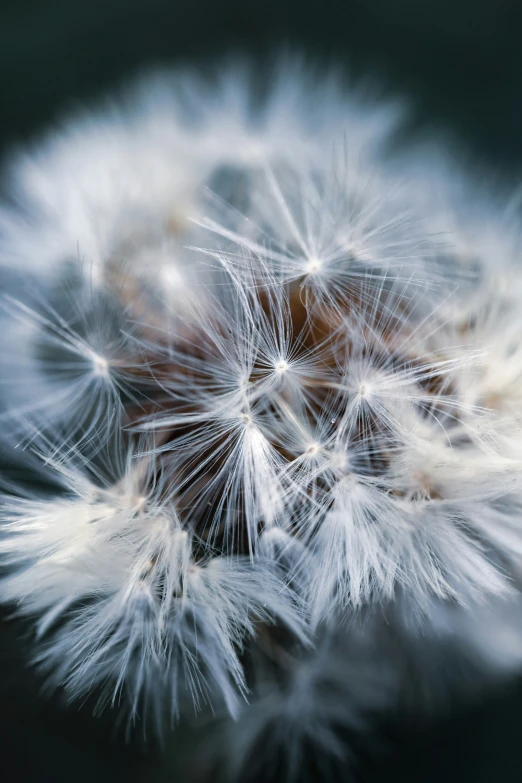 there is a small fluffy white flower that is on the water