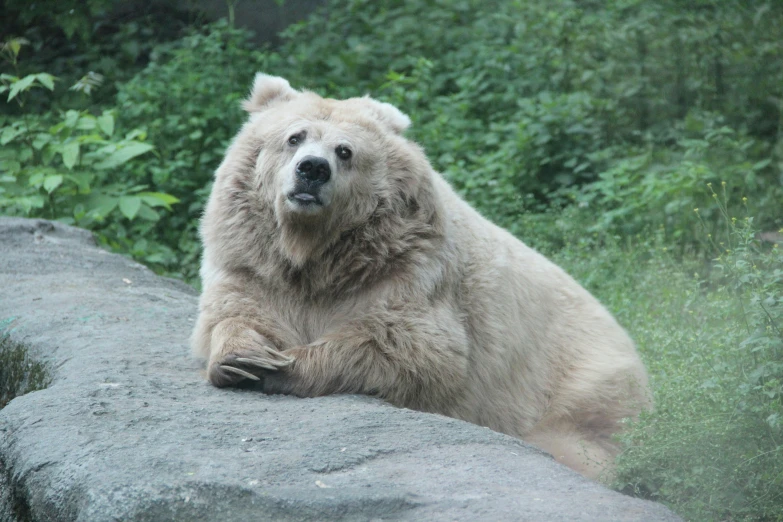 a white bear with its paws on a large boulder