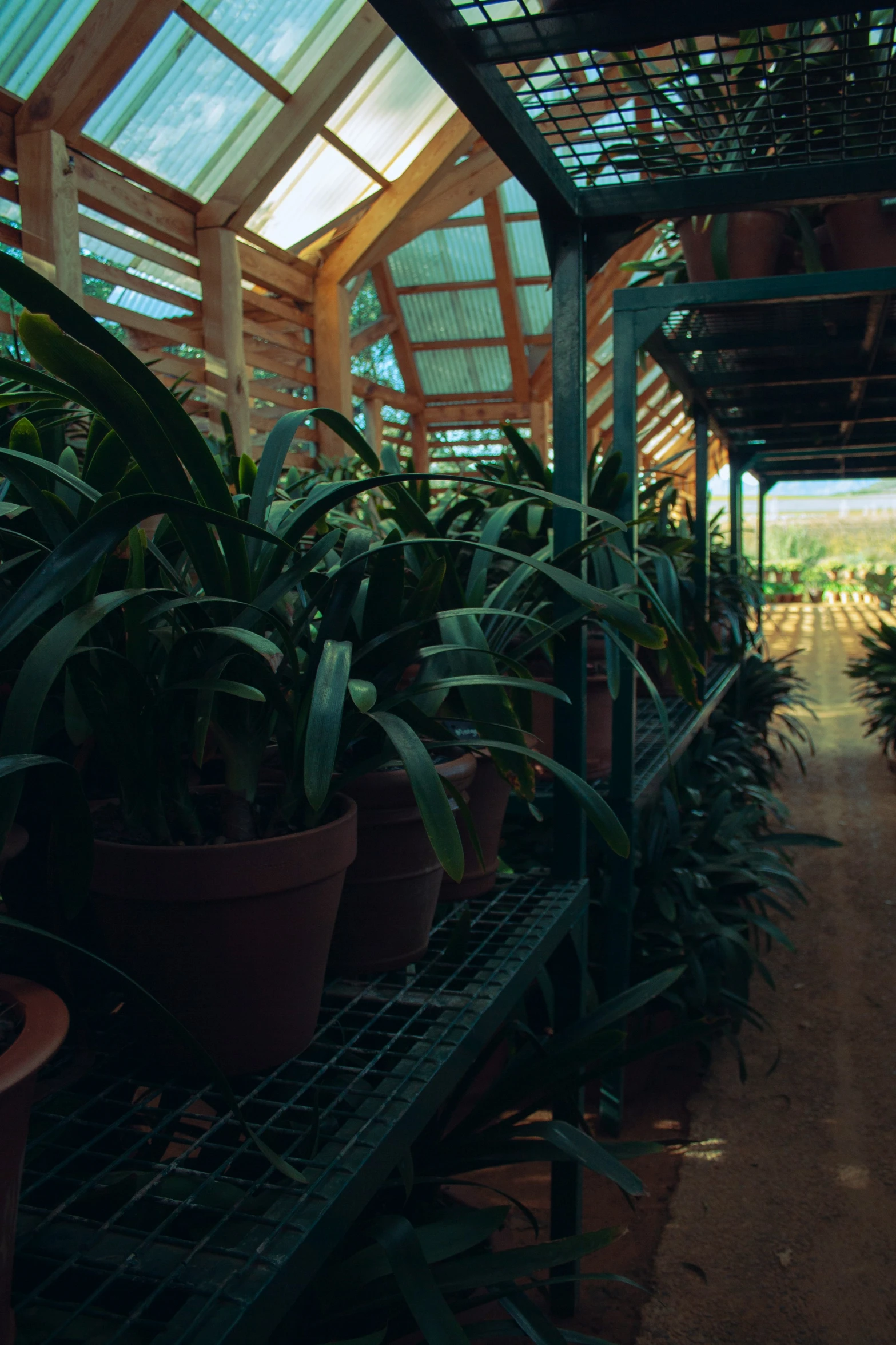 the inside of a greenhouse with several potted plants