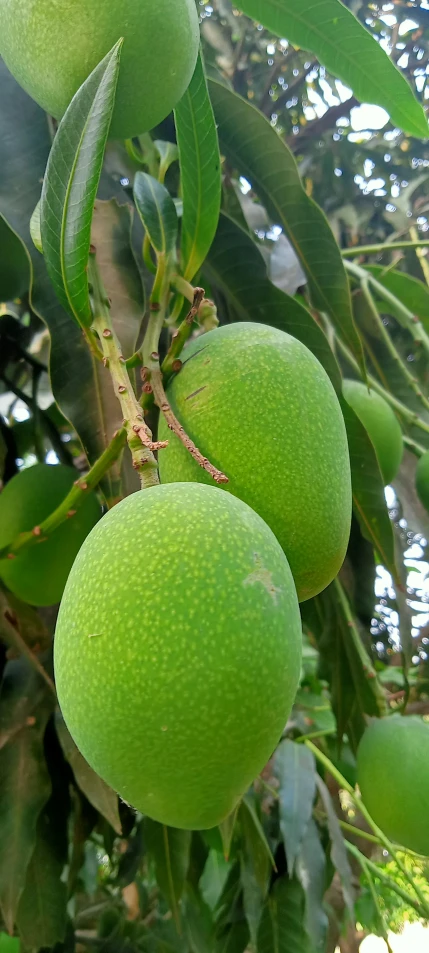 some green fruit on a nch in a tree