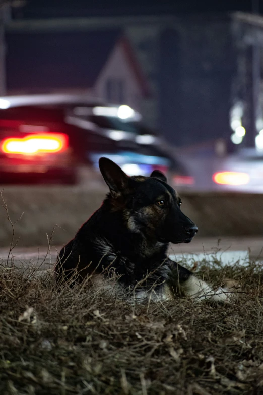 a police dog lays in the grass as a vehicle rolls by
