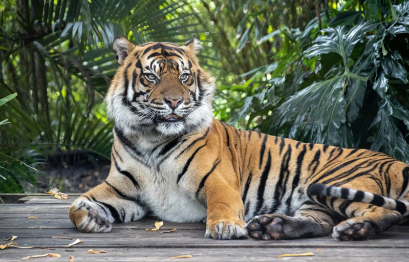 a tiger is lying down and looking at the camera