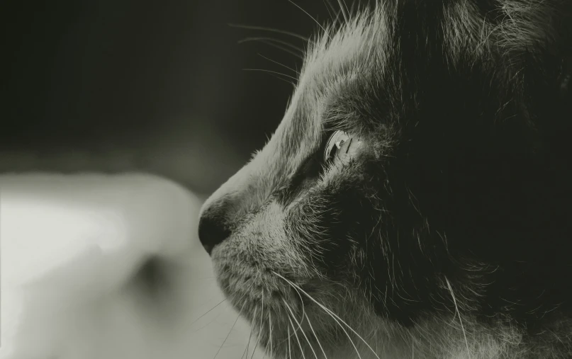 the side view of a cat, in the light