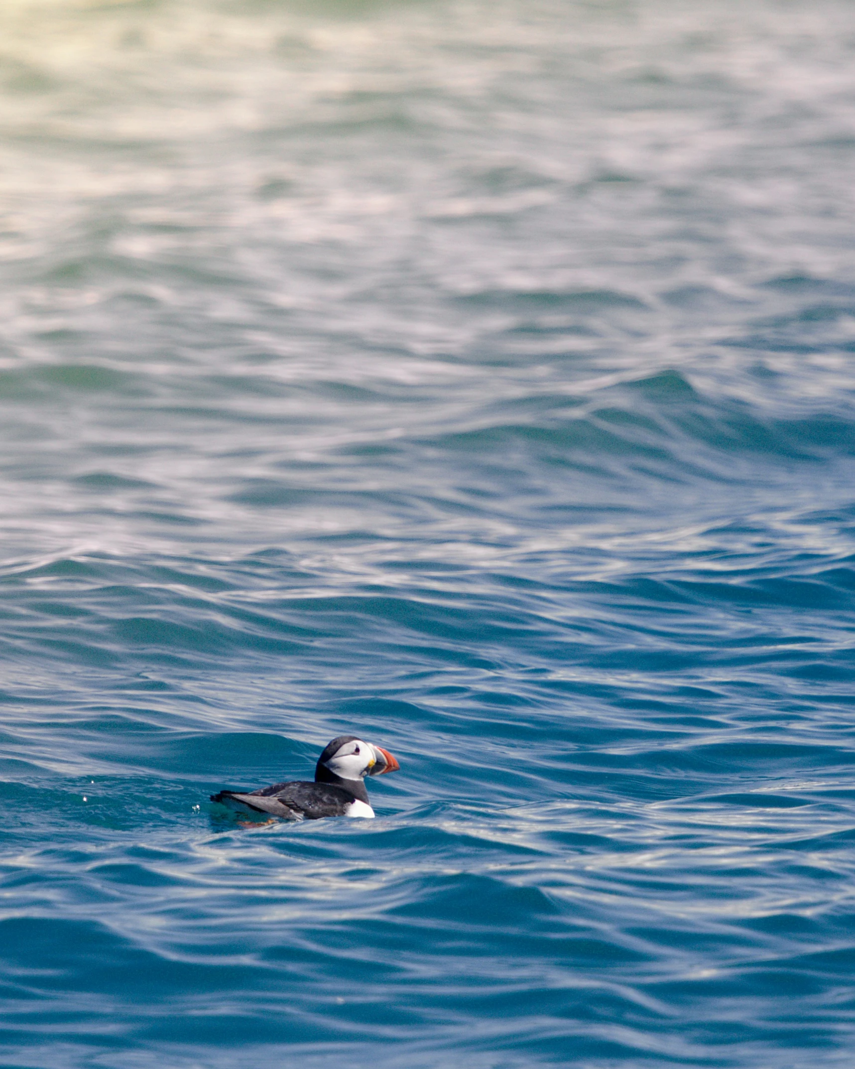 a bird that is swimming in some water