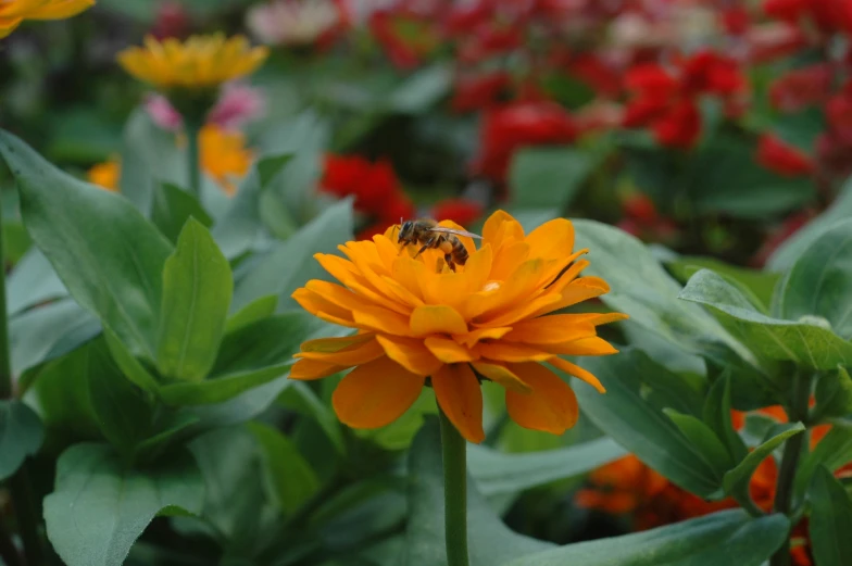 a bee sits on a yellow flower in a garden