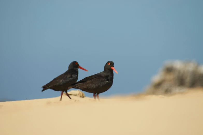 two birds on the edge of the desert