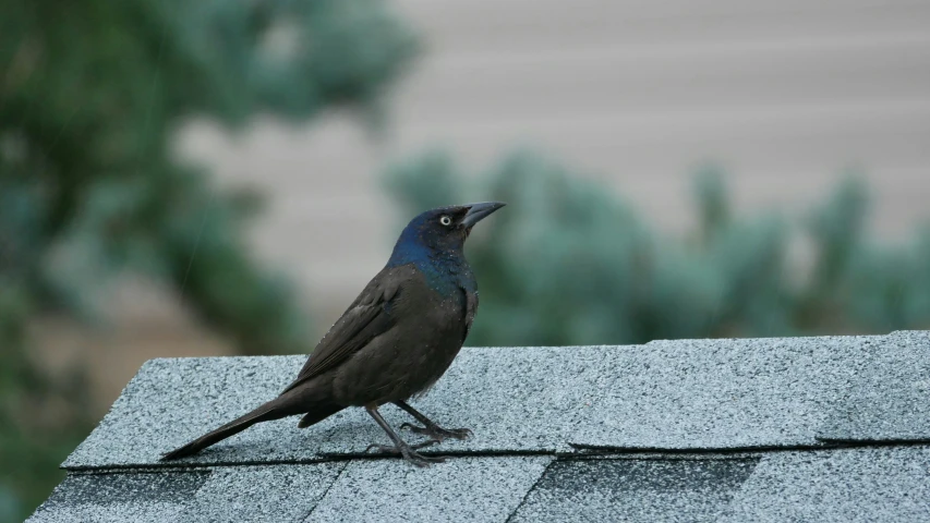 a black bird sitting on top of a gray roof