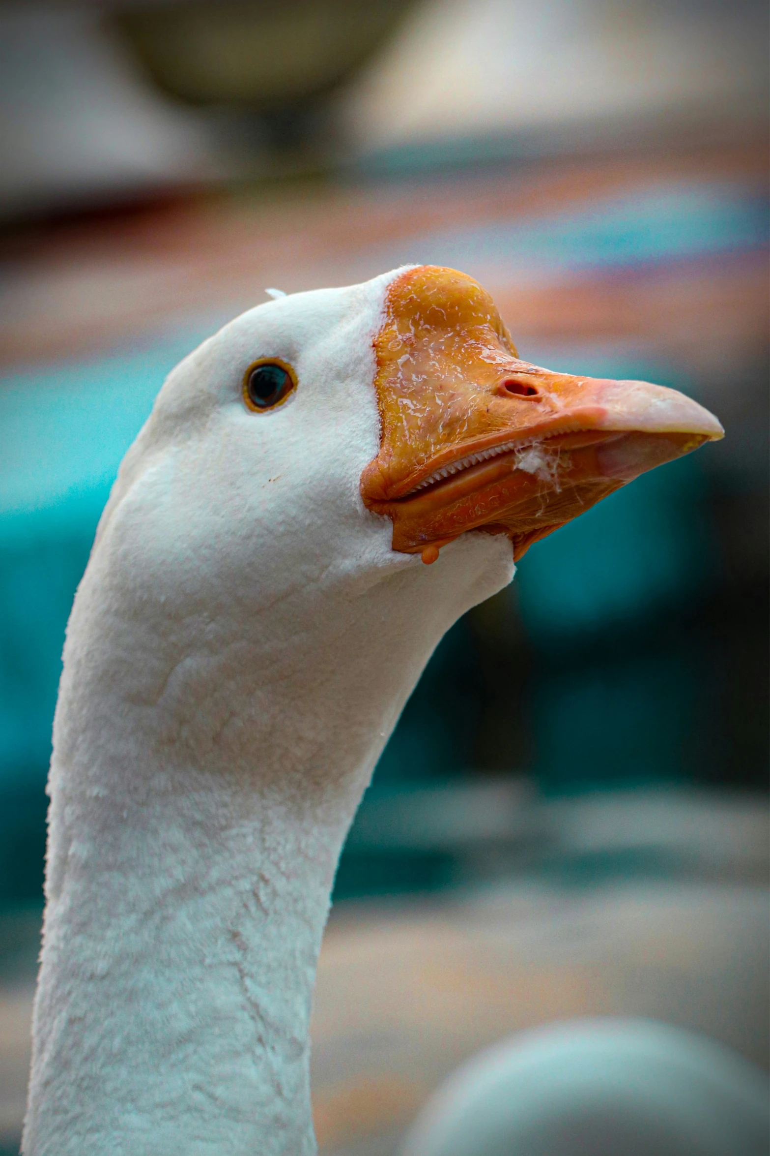 a close - up picture of a goose with a white face and brown beak