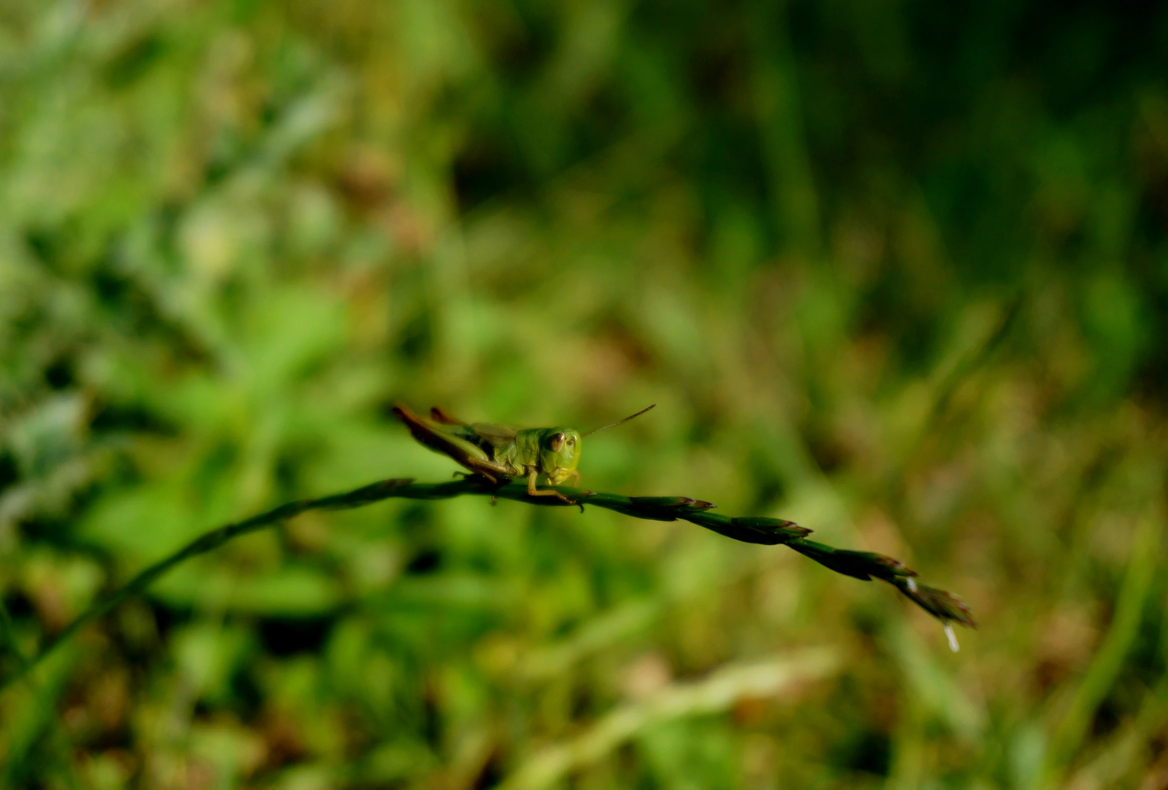 a small green insect sits on a stick