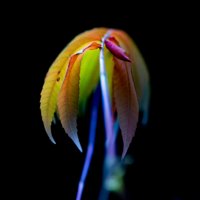 this beautiful po of a green, purple and yellow flower is very vivid