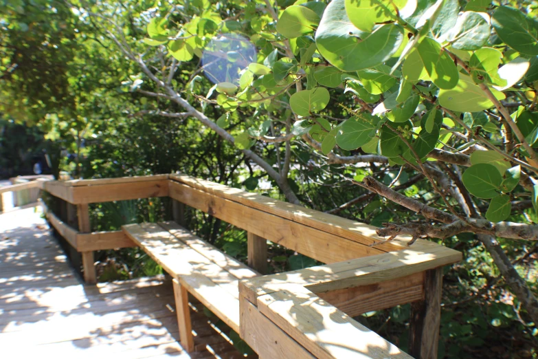 a wooden bench sitting underneath a tree with a bench